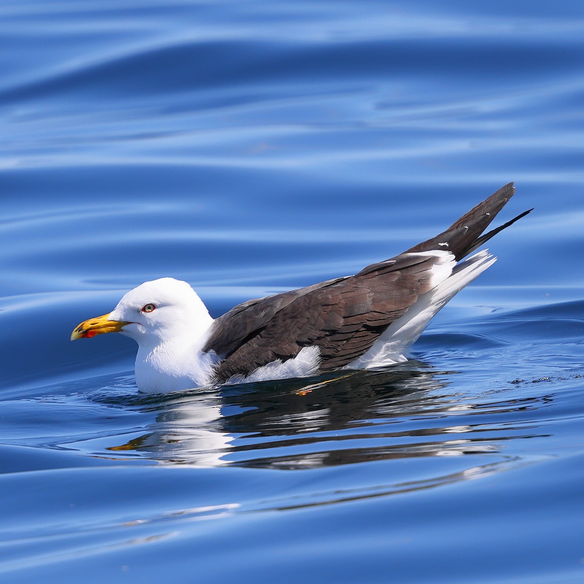 Great Black-backed Gull - ML620395738