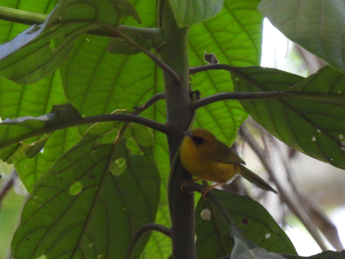 Golden Babbler - Diane Bricmont