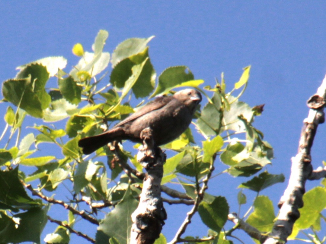 Brown-headed Cowbird - ML620395741