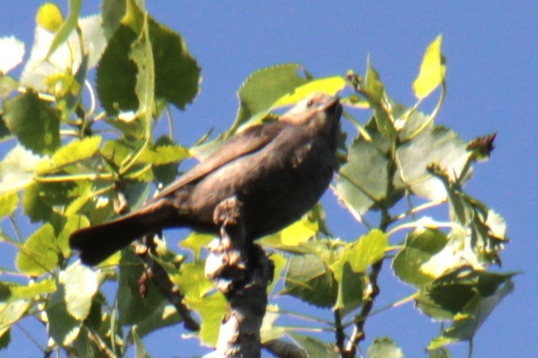 Brown-headed Cowbird - ML620395742