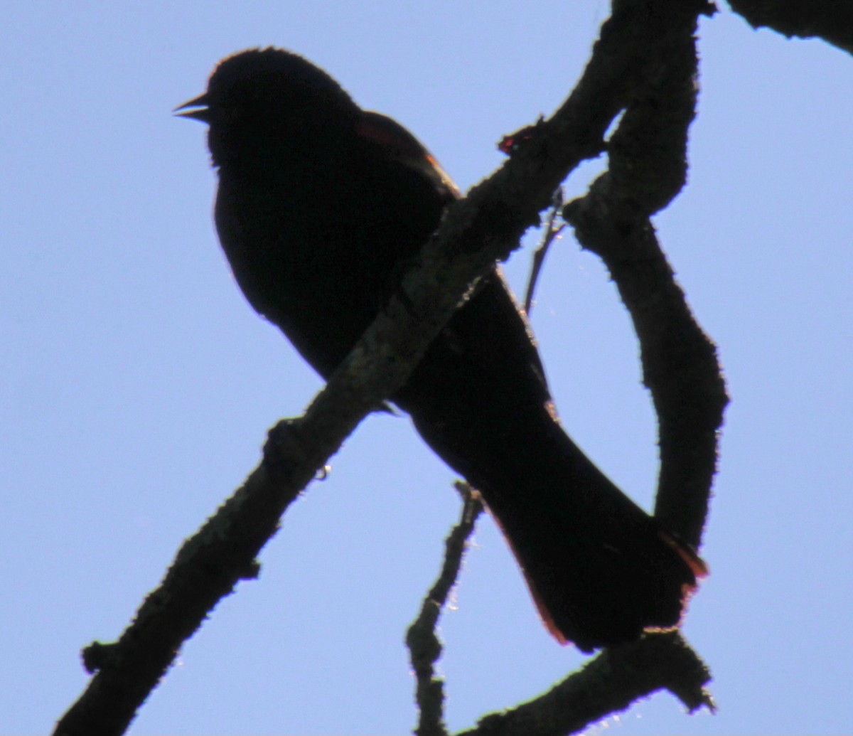 Red-winged Blackbird (Red-winged) - ML620395744