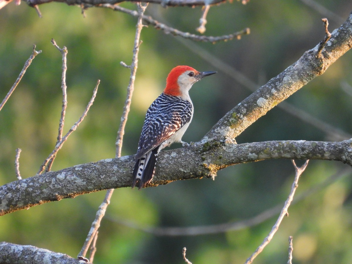 Red-bellied Woodpecker - ML620395750