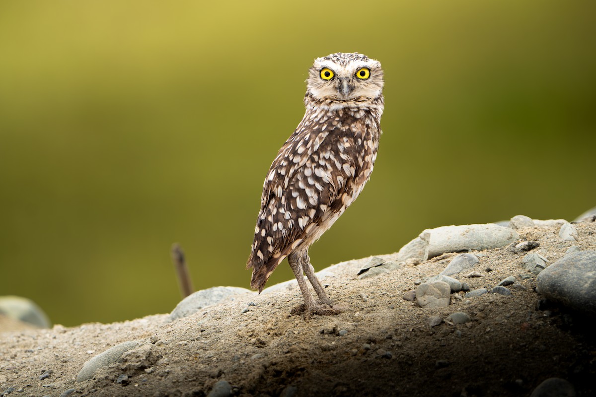 Burrowing Owl - ML620395779