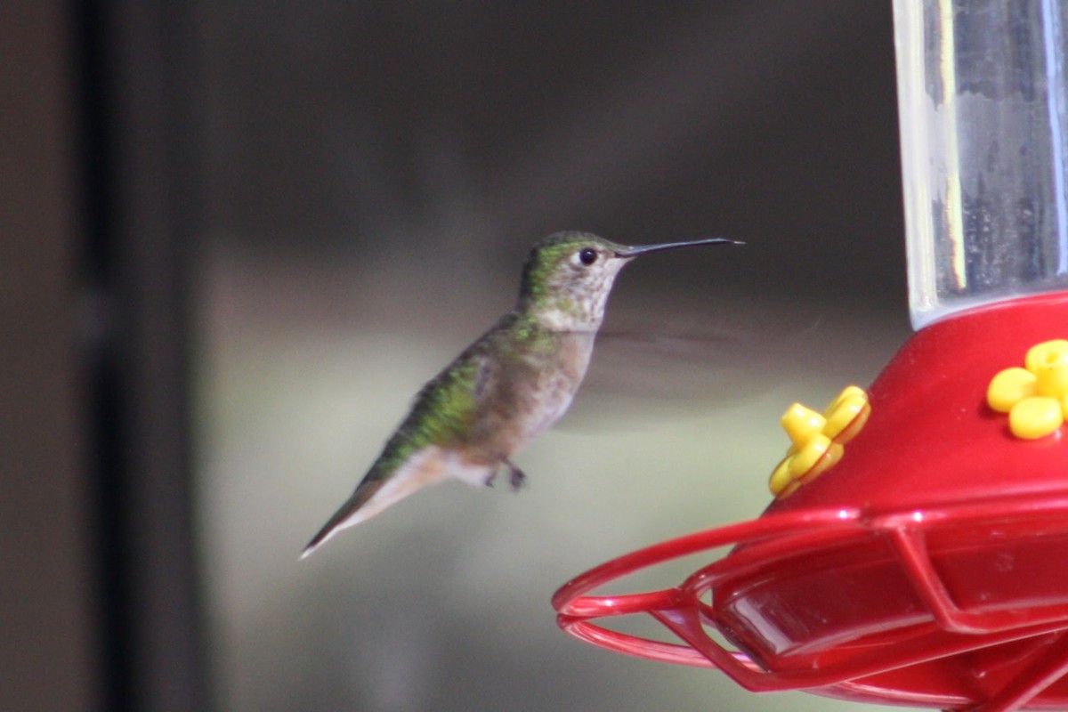 Broad-tailed Hummingbird - ML620395782
