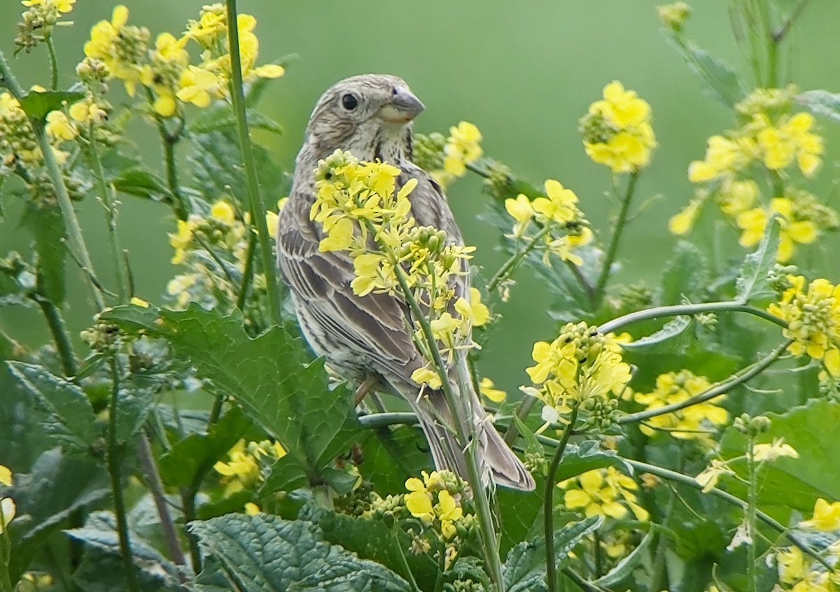 Corn Bunting - ML620395793