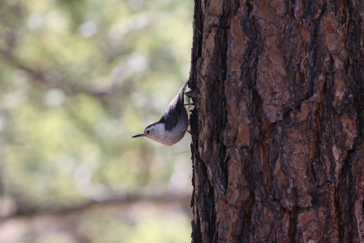 White-breasted Nuthatch - ML620395794