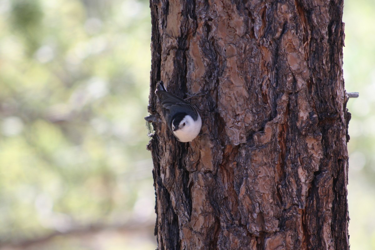 White-breasted Nuthatch - ML620395795