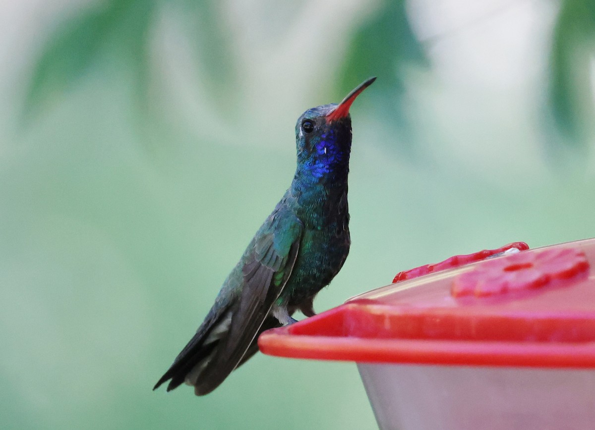 Broad-billed Hummingbird - ML620395796