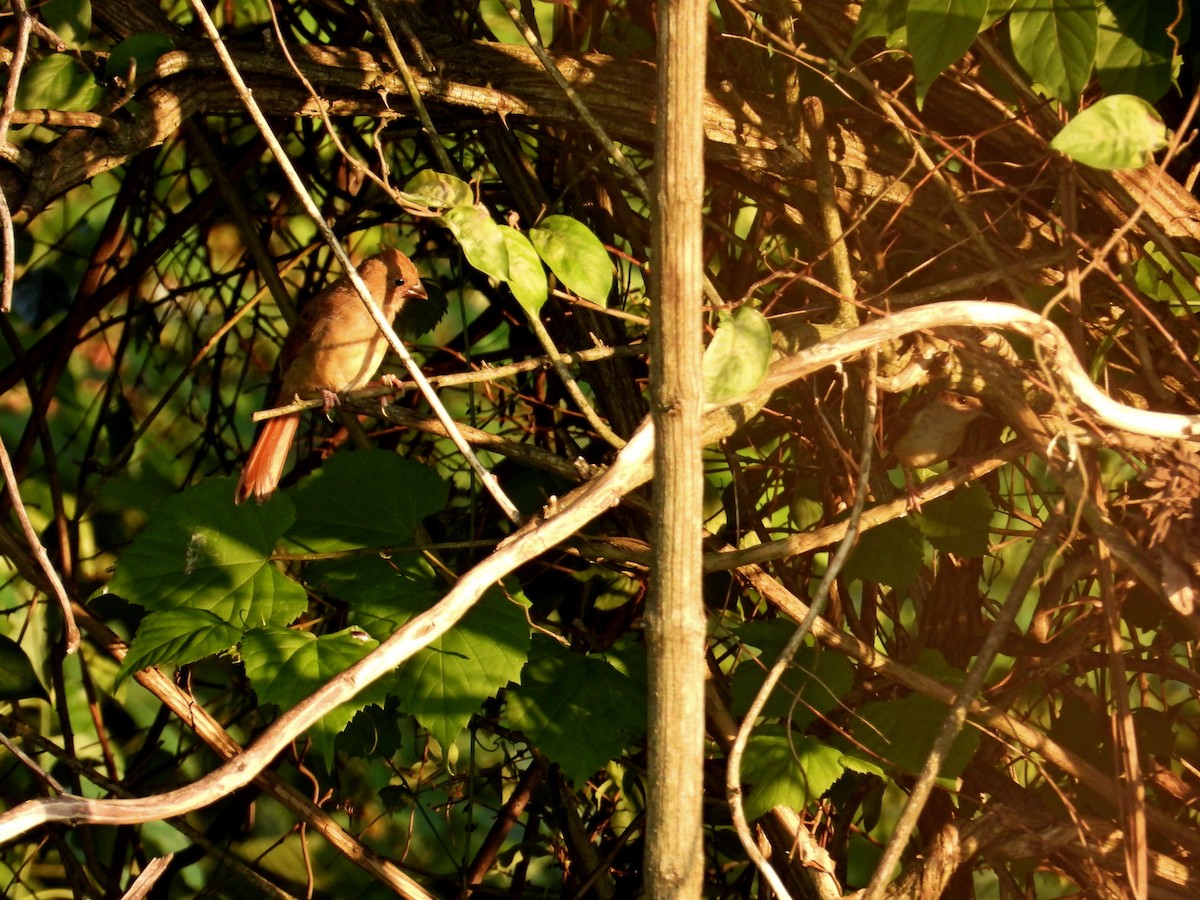 Northern Cardinal - ML620395798