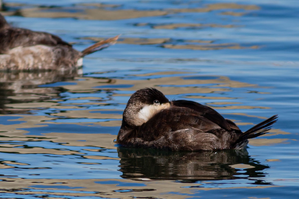 Ruddy Duck - ML620395807