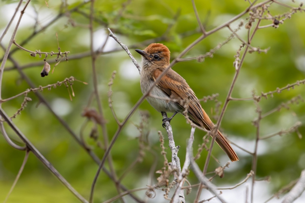 Ash-throated Casiornis - ML620395811