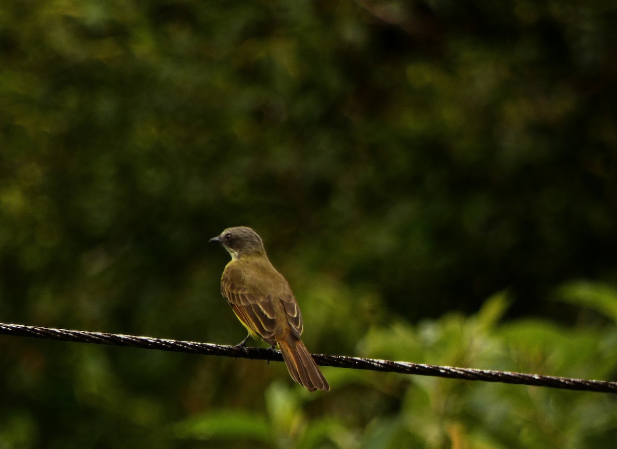 Gray-capped Flycatcher - ML620395815