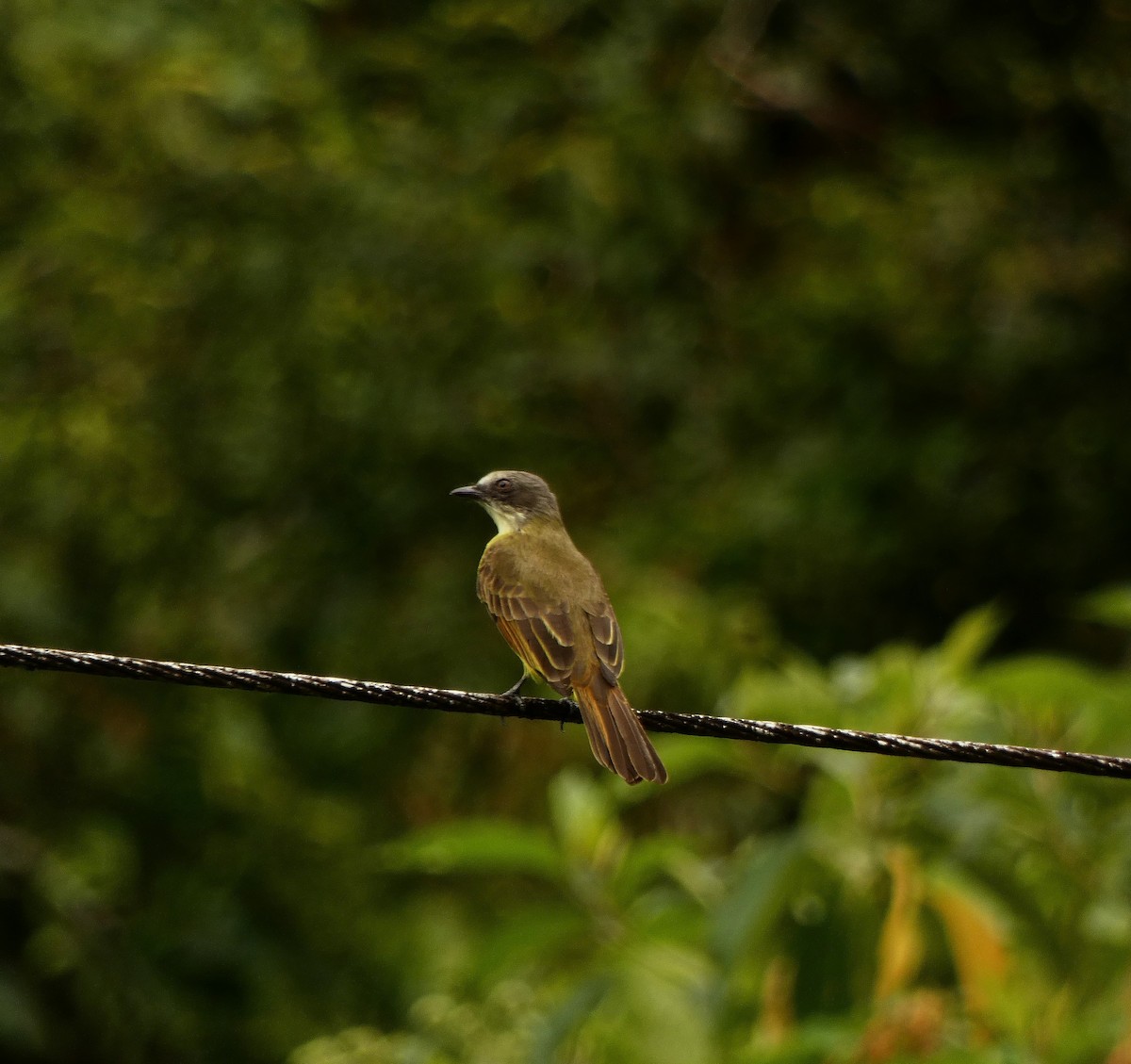 Gray-capped Flycatcher - ML620395817