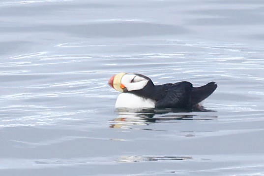 Horned Puffin - ML620395822