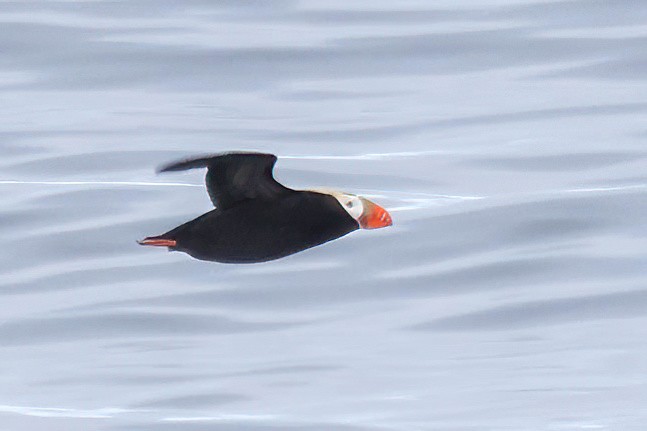 Tufted Puffin - ML620395824