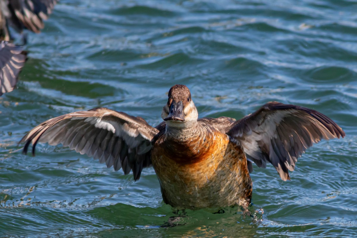 Ruddy Duck - ML620395829