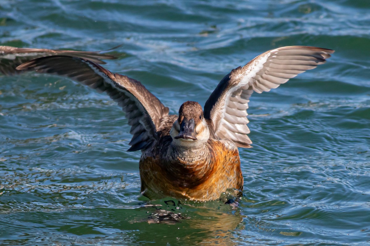 Ruddy Duck - ML620395830