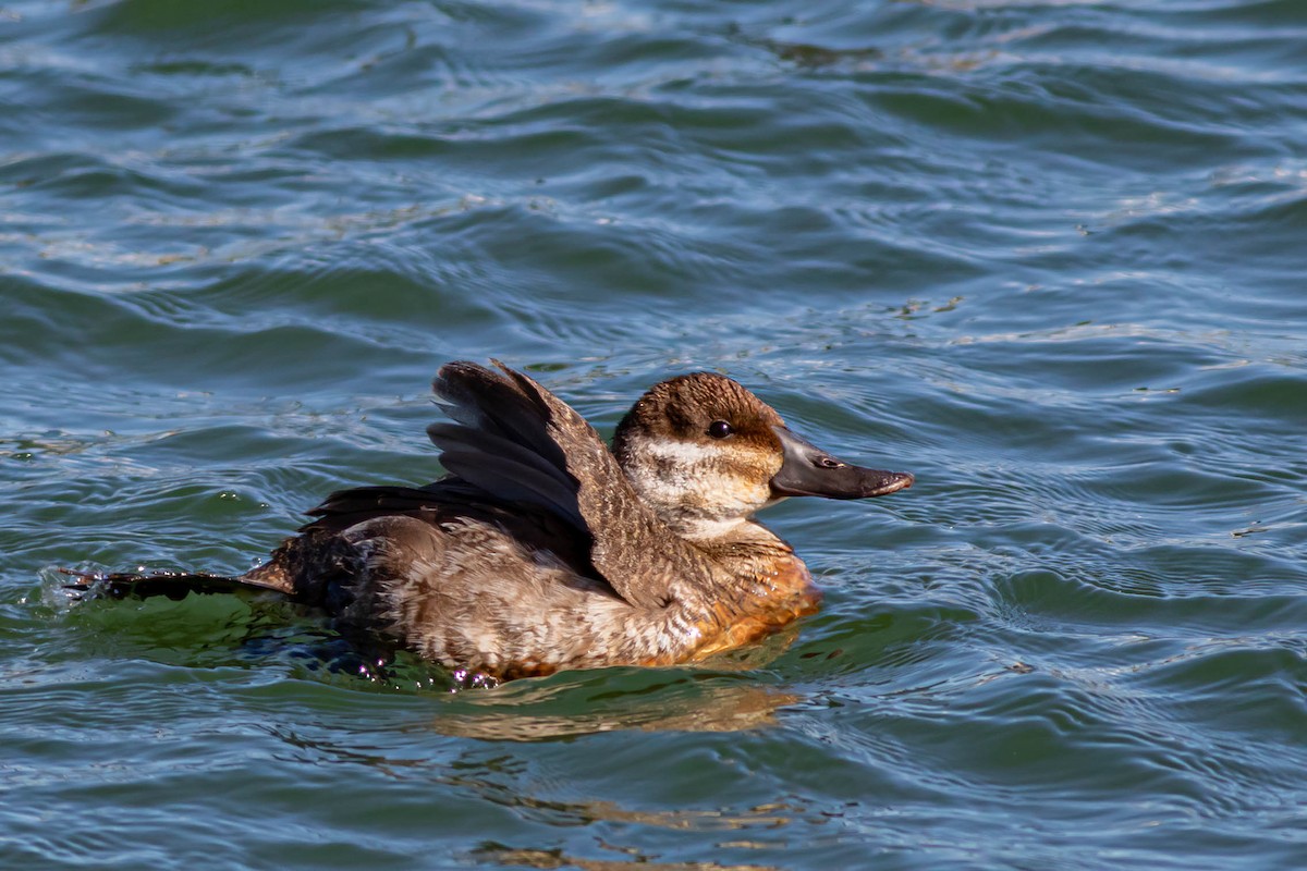 Érismature rousse - ML620395837