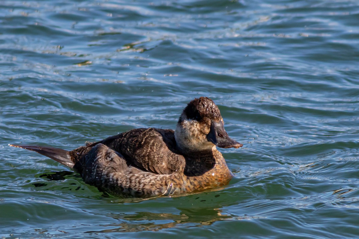 Ruddy Duck - ML620395841