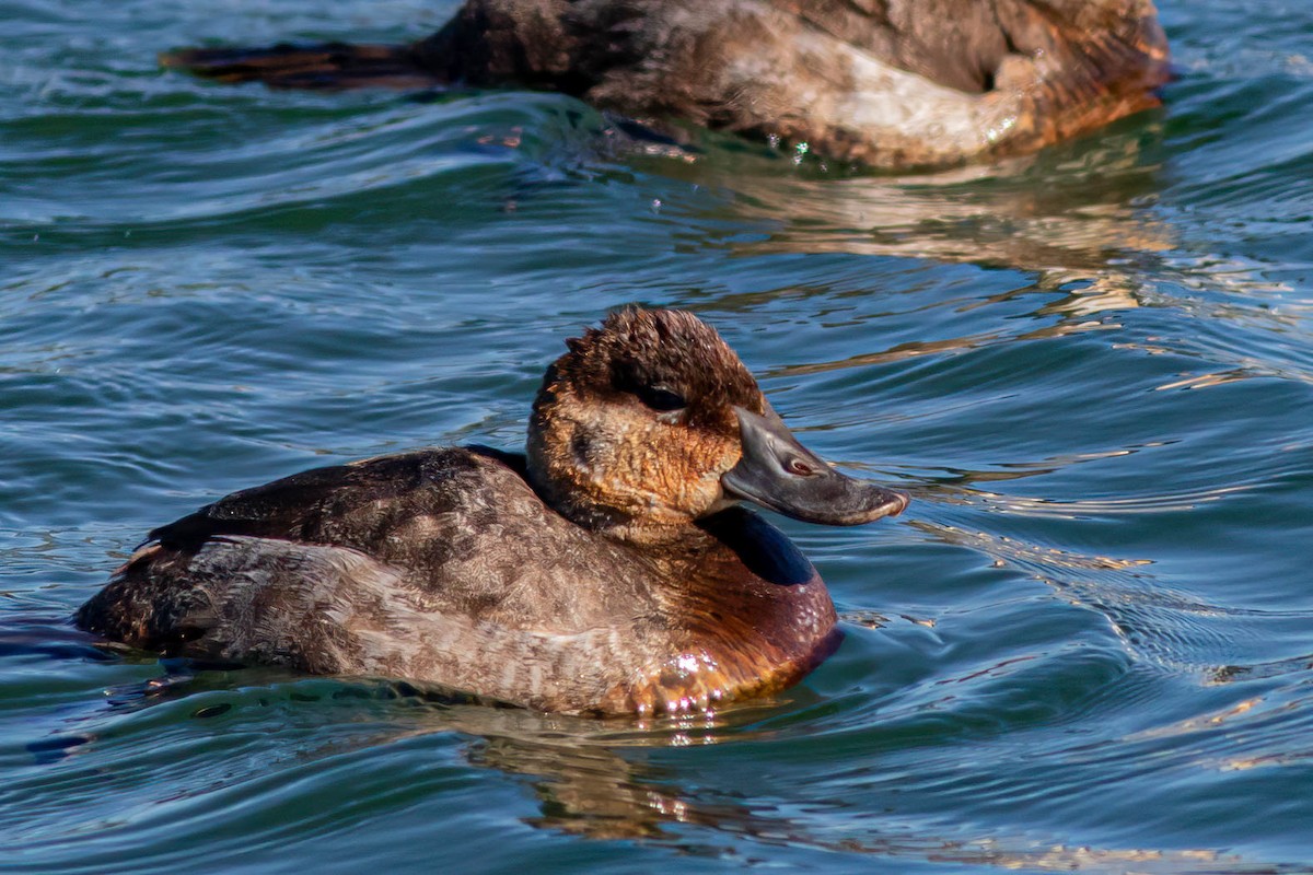 Ruddy Duck - ML620395846