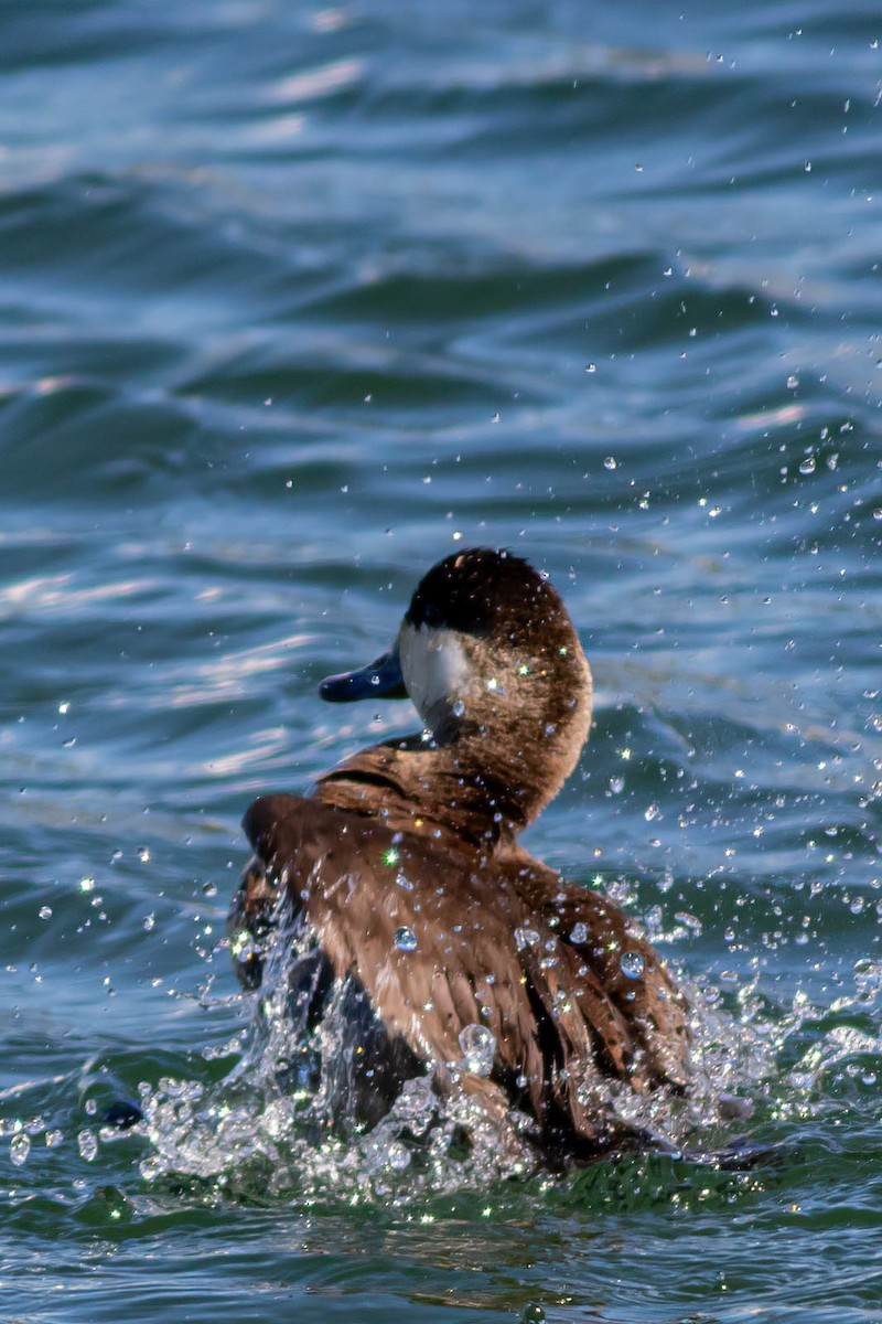 Ruddy Duck - ML620395854