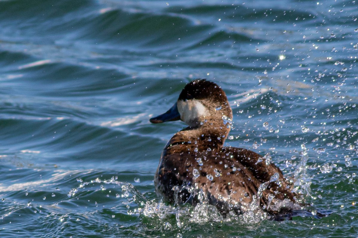 Ruddy Duck - ML620395856