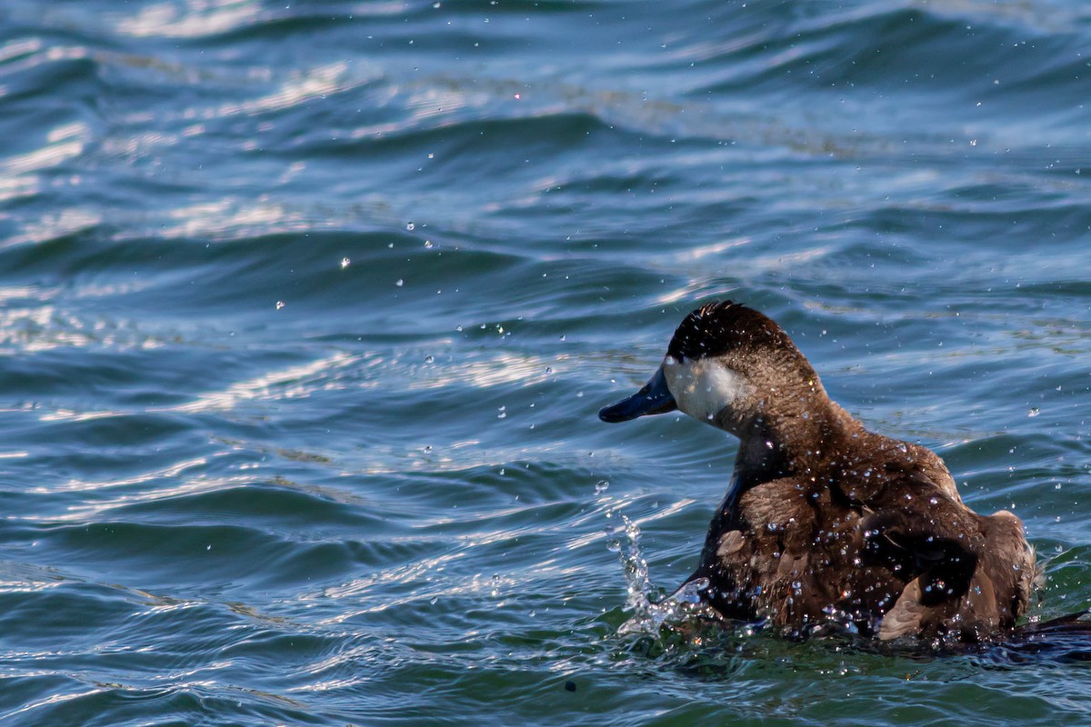 Ruddy Duck - ML620395858