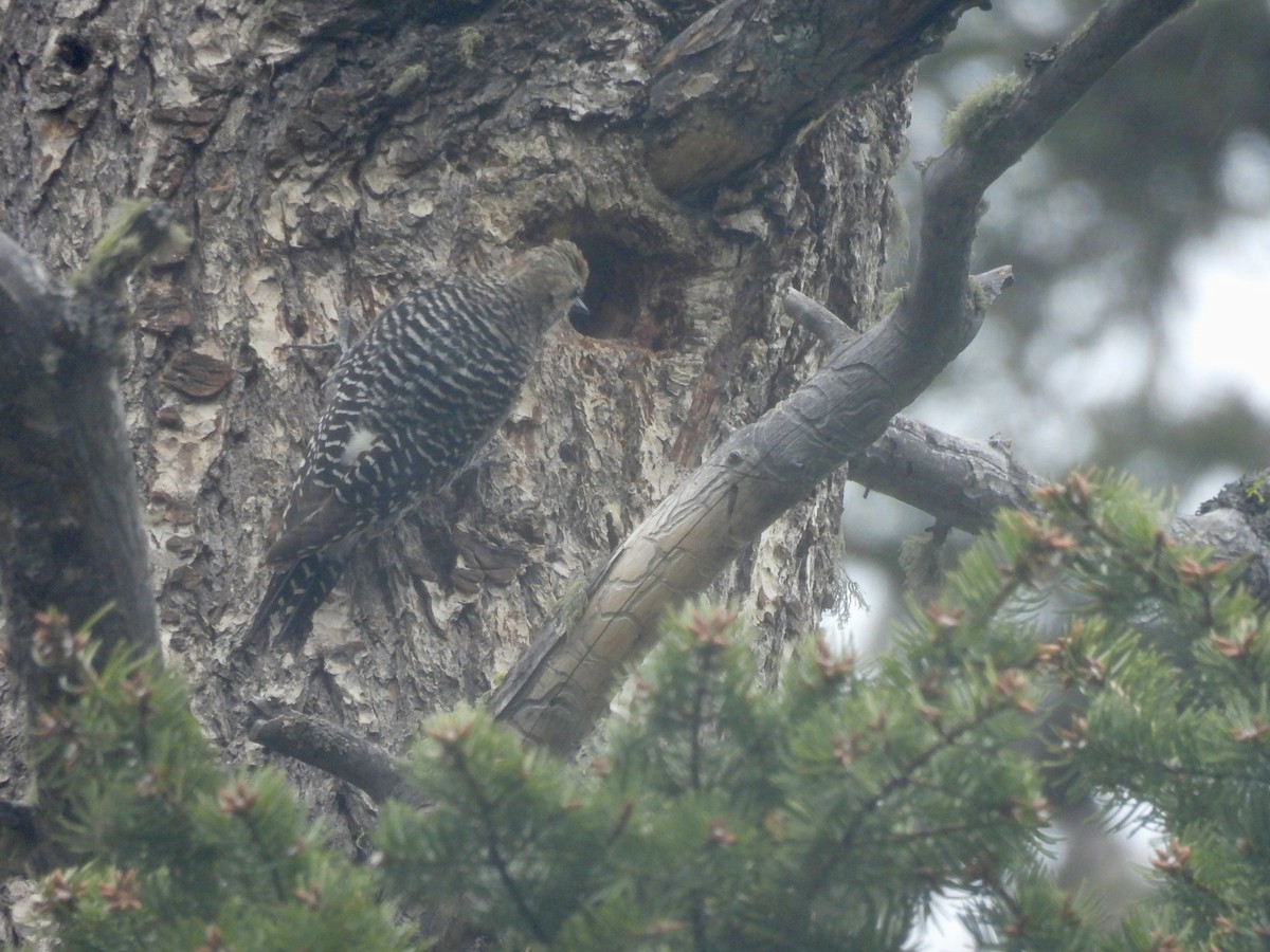 Williamson's Sapsucker - ML620395864