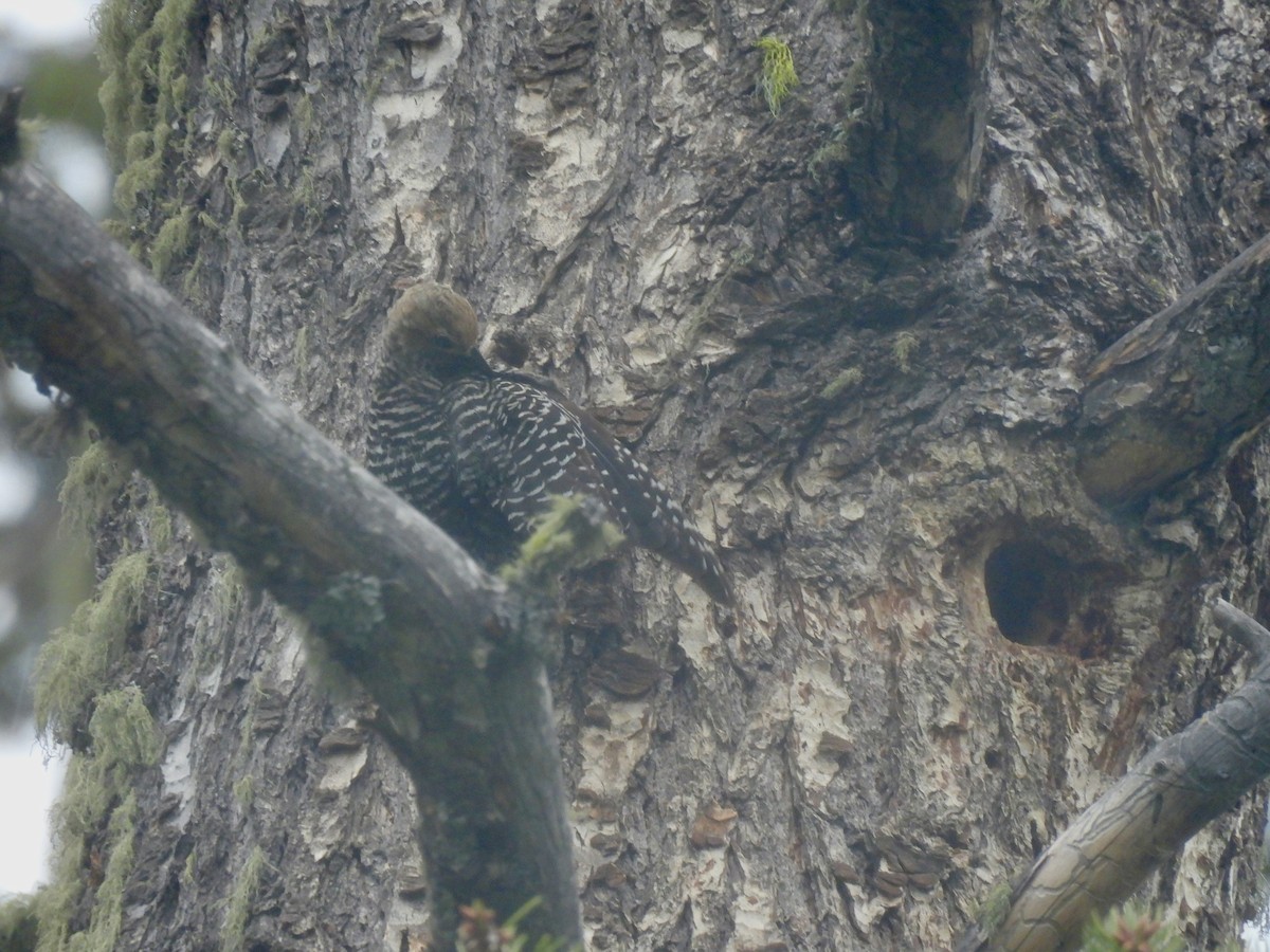 Williamson's Sapsucker - ML620395865