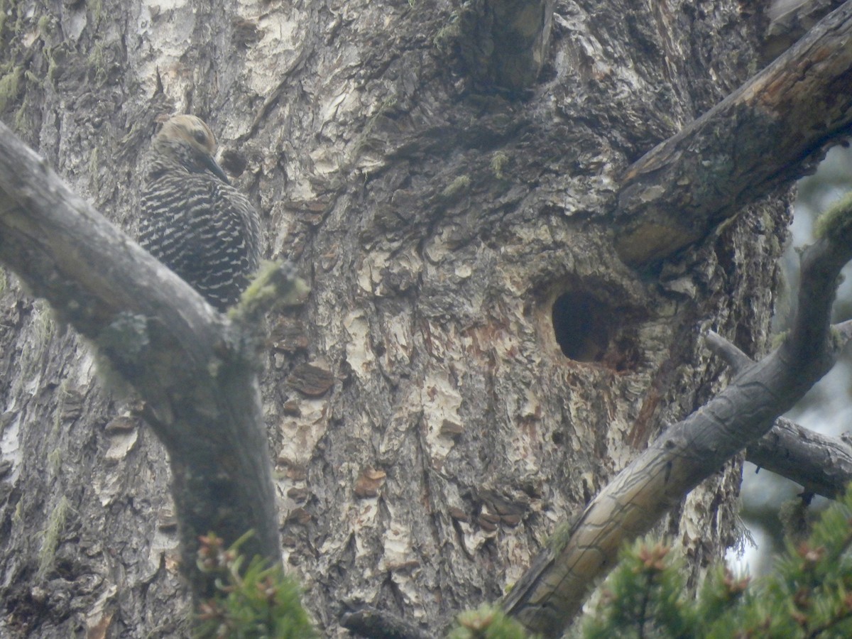 Williamson's Sapsucker - ML620395866