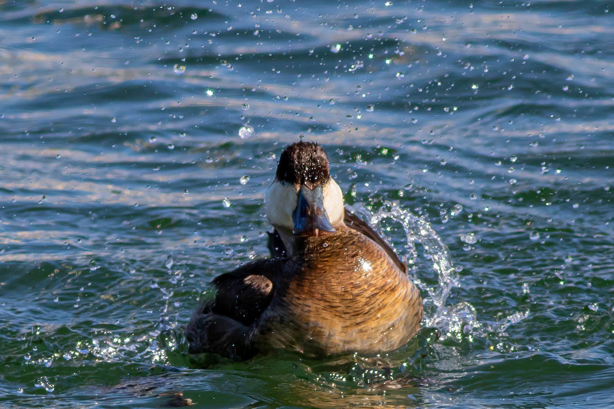 Ruddy Duck - ML620395868