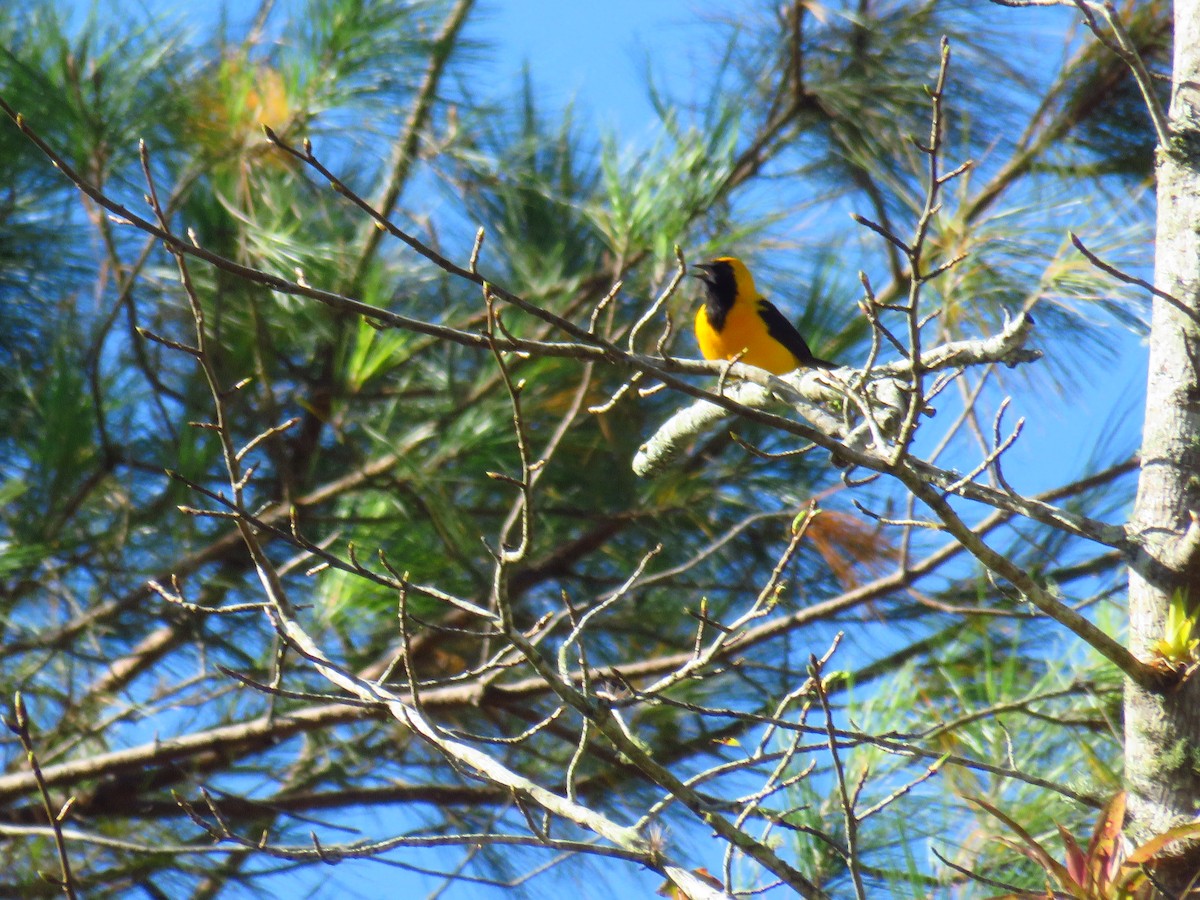 Yellow-backed Oriole - Claudia Rivera de Aragón