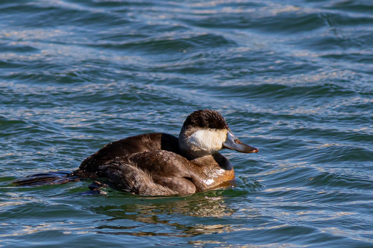 Ruddy Duck - ML620395871