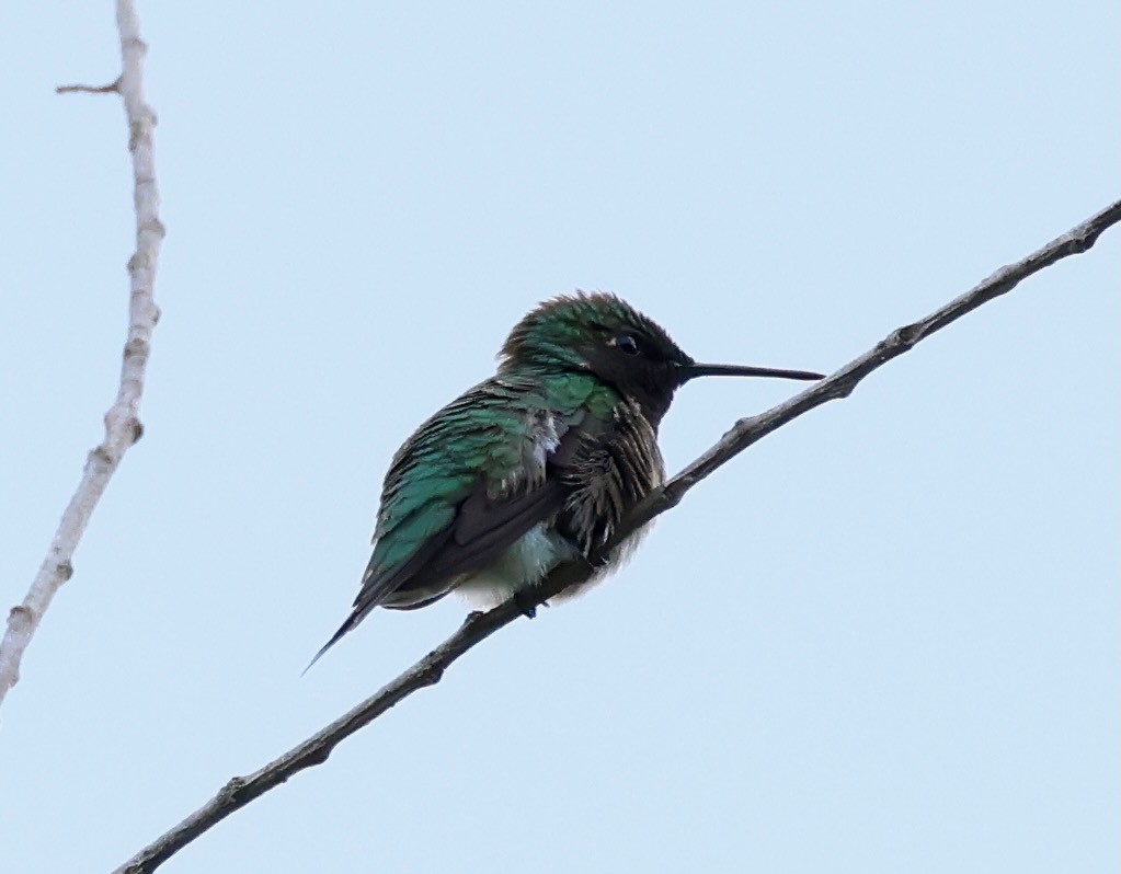 Colibri à gorge rubis - ML620395874