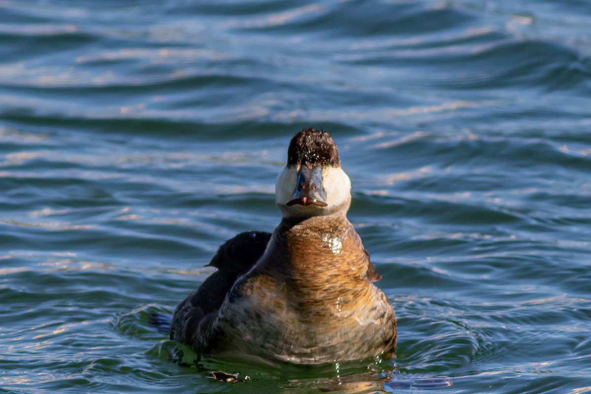 Ruddy Duck - ML620395875