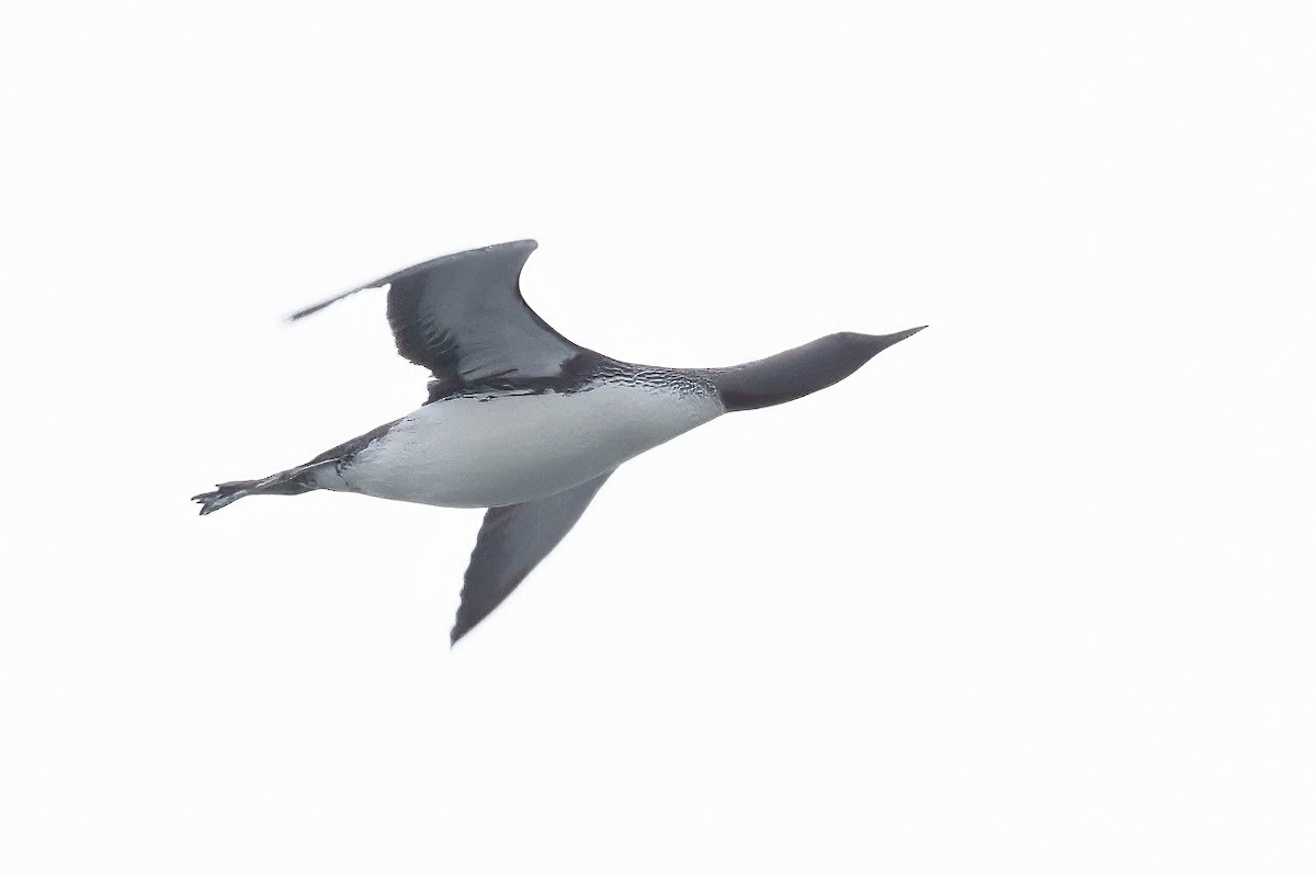 Red-throated Loon - ML620395879