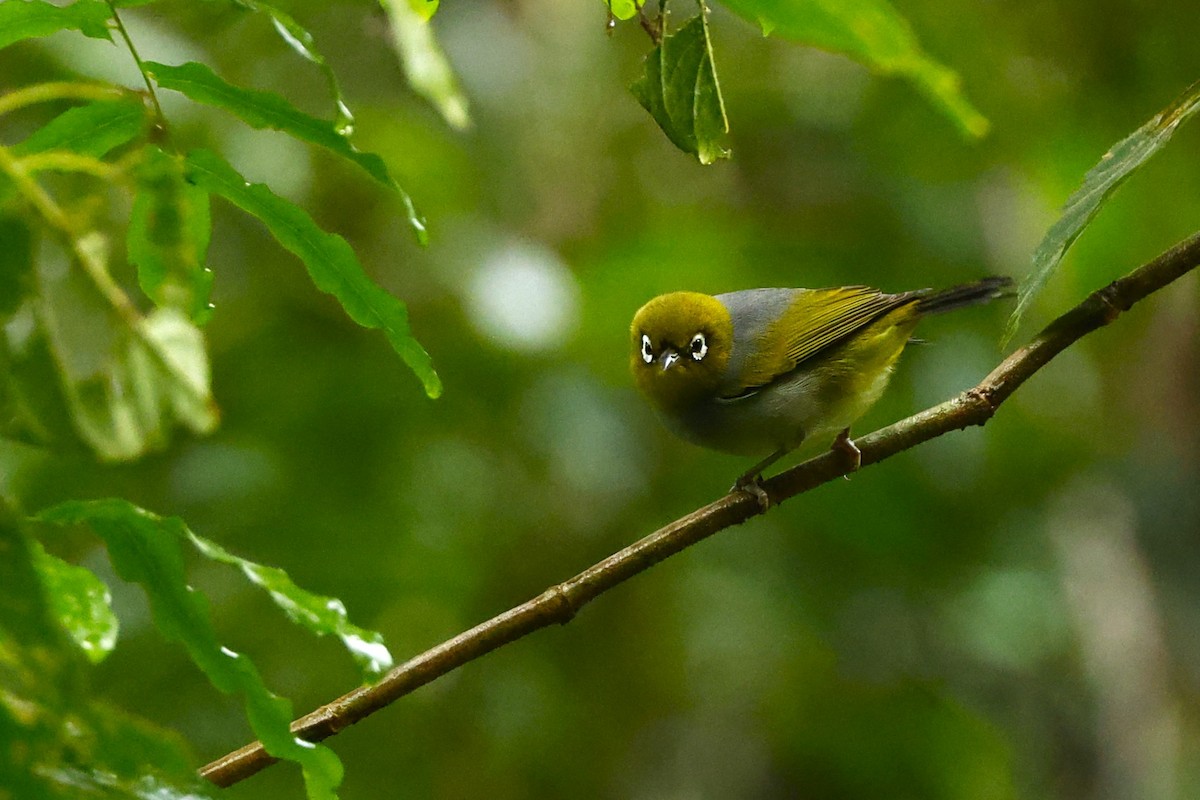 Silvereye - ML620395881