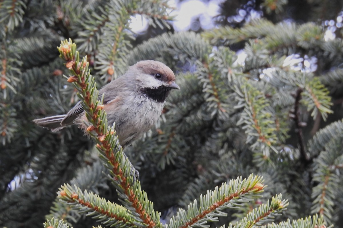 Boreal Chickadee - ML620395896