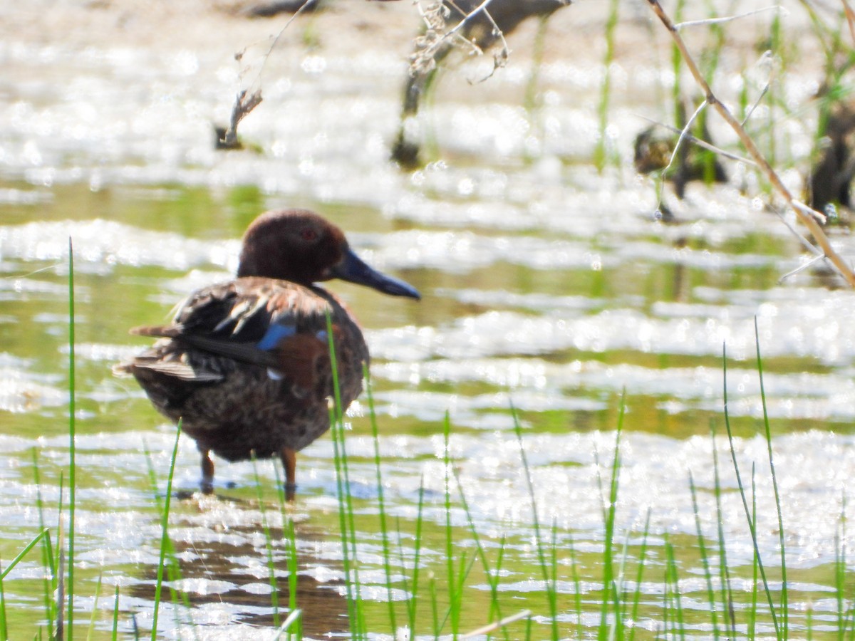 Cinnamon Teal - ML620395902