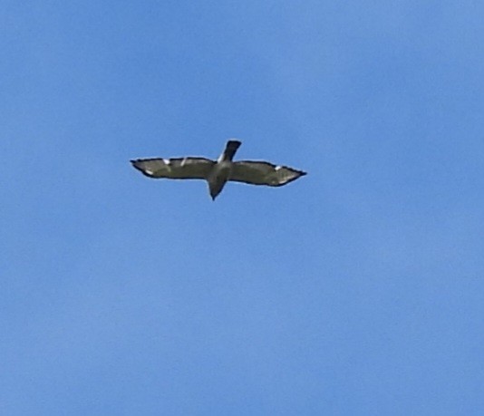 Broad-winged Hawk - ML620395905