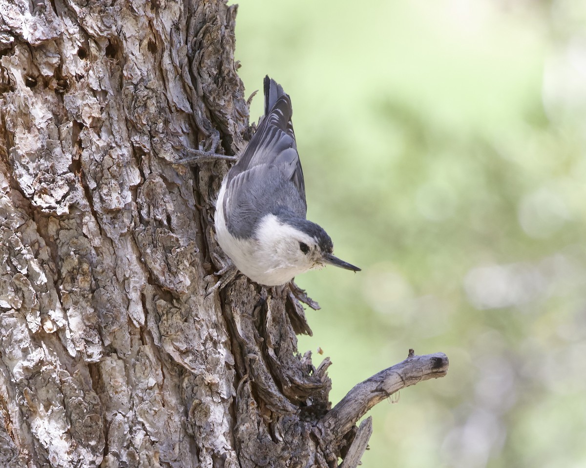 White-breasted Nuthatch - ML620395909