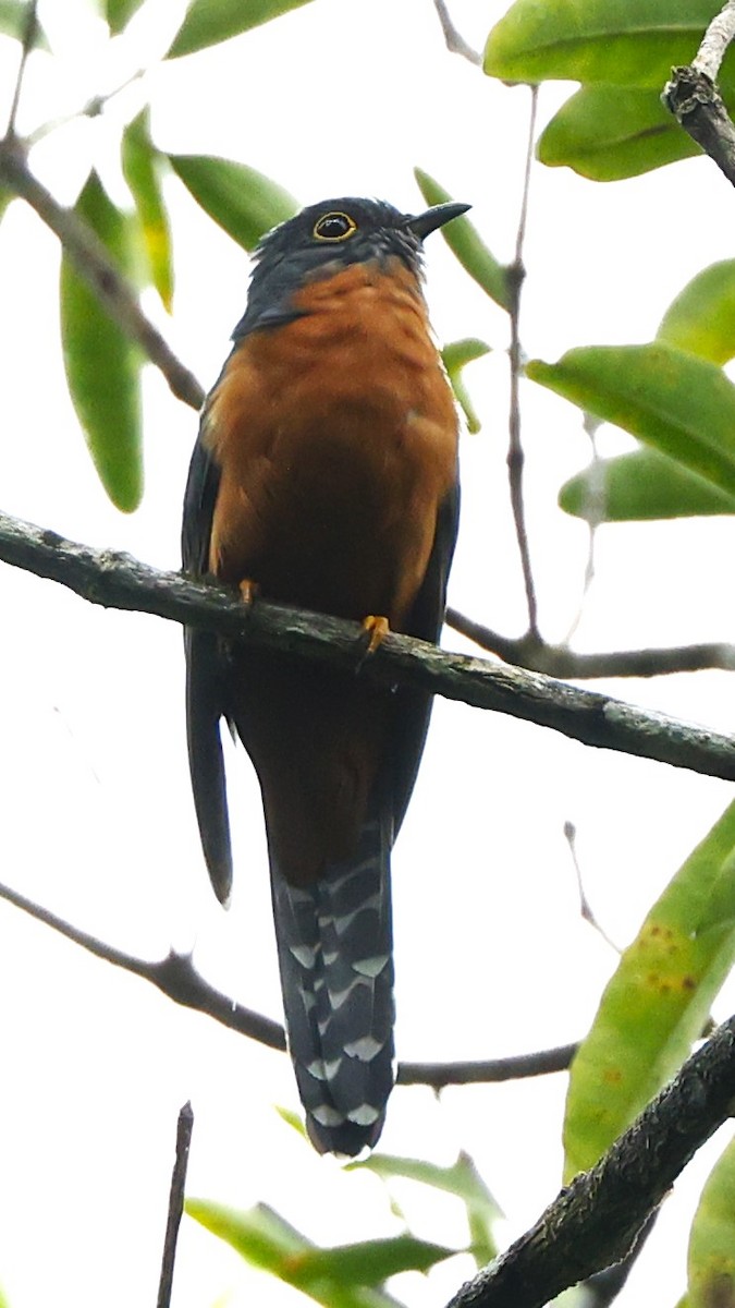 Chestnut-breasted Cuckoo - ML620395912