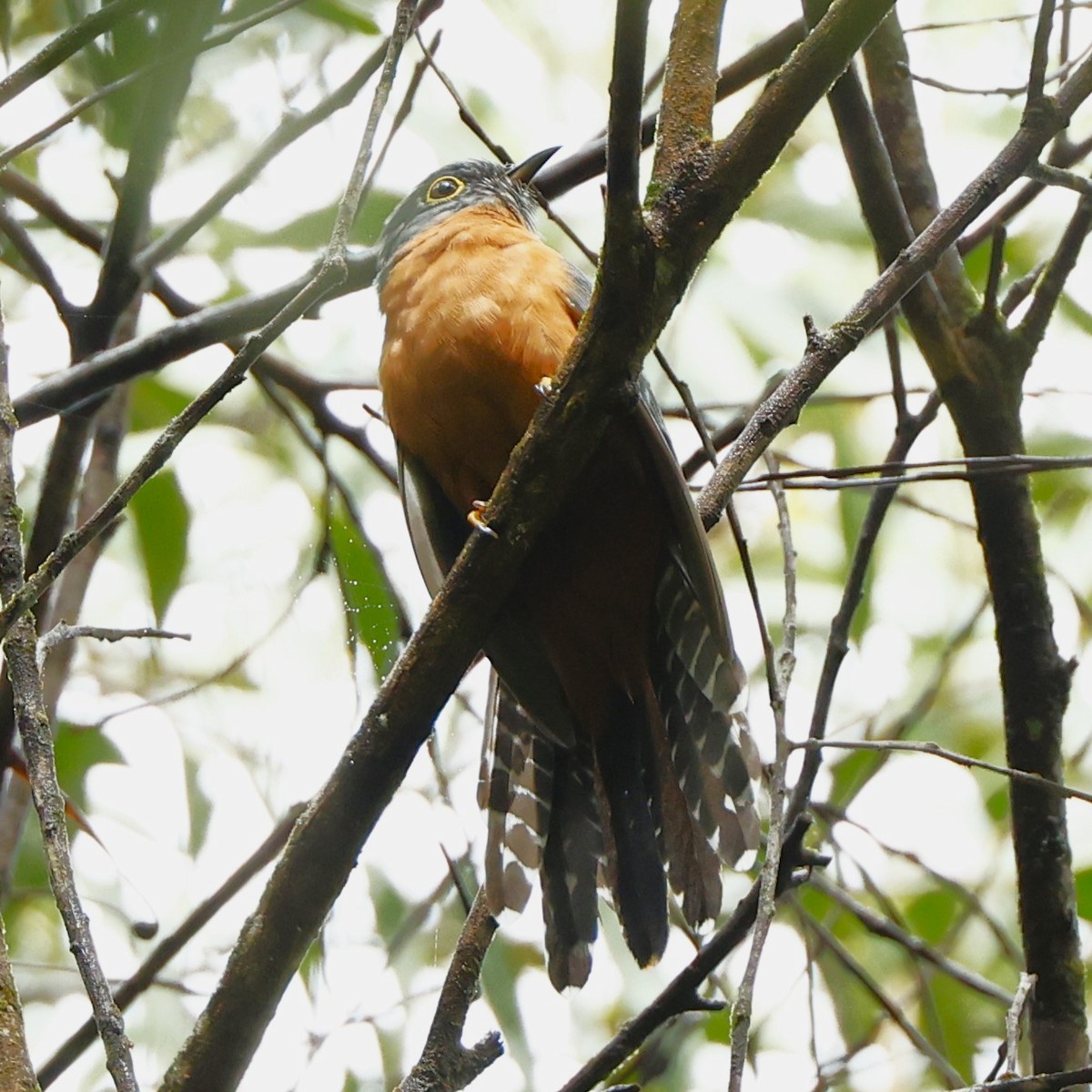 Fan-tailed Cuckoo - ML620395913