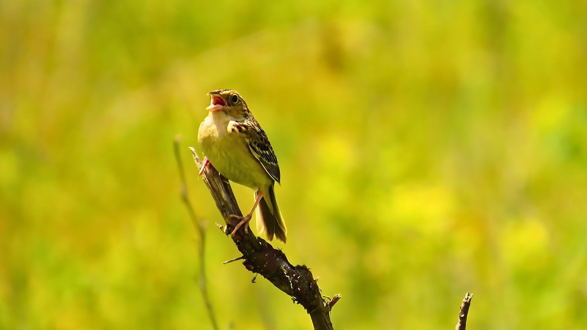 Grasshopper Sparrow - ML620395924