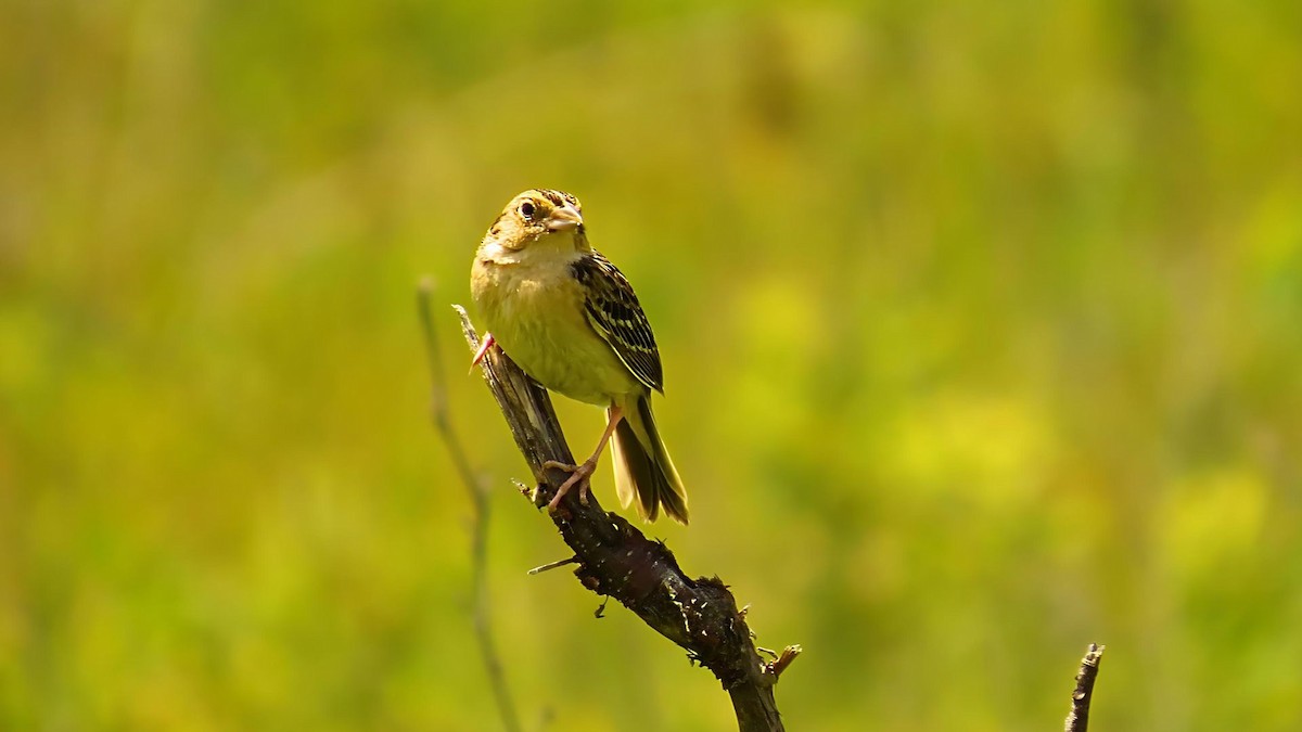Grasshopper Sparrow - ML620395928