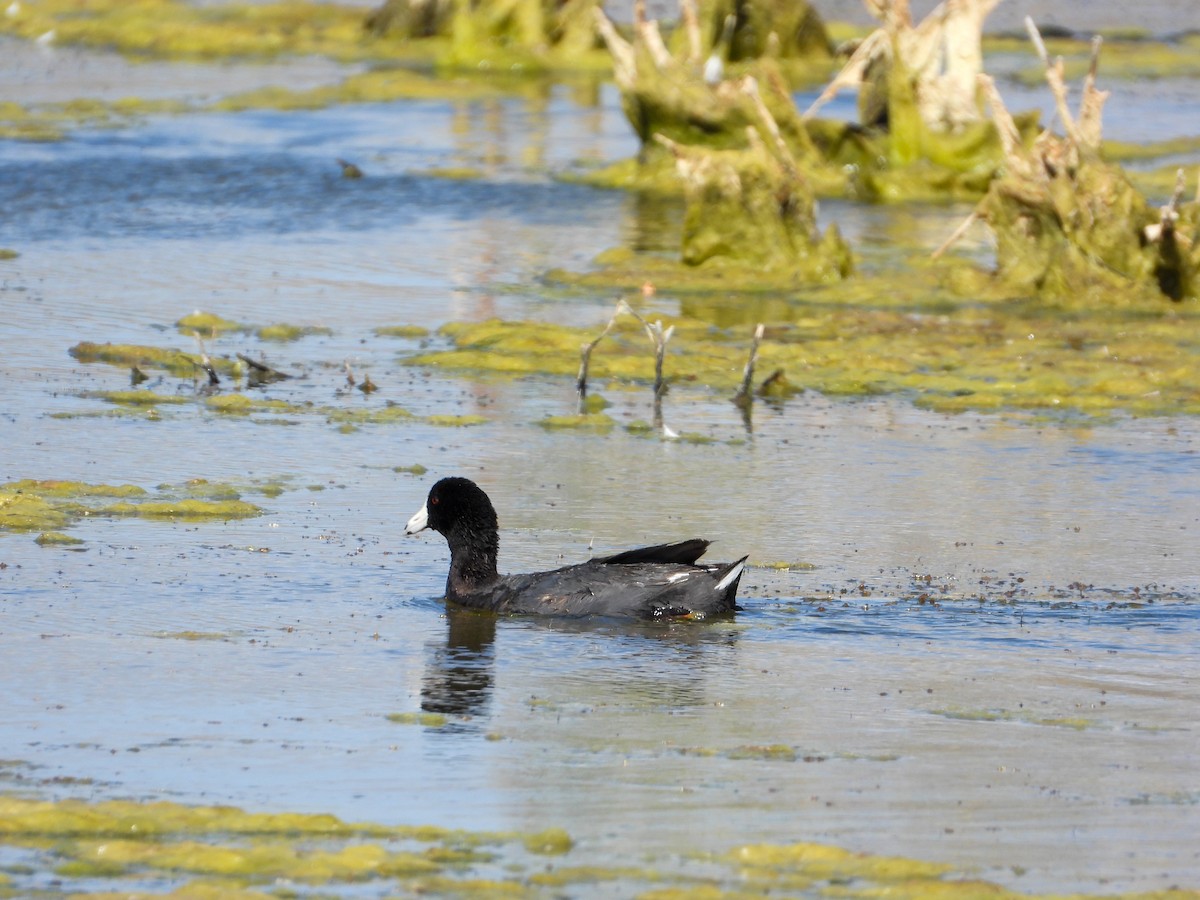 American Coot - ML620395930