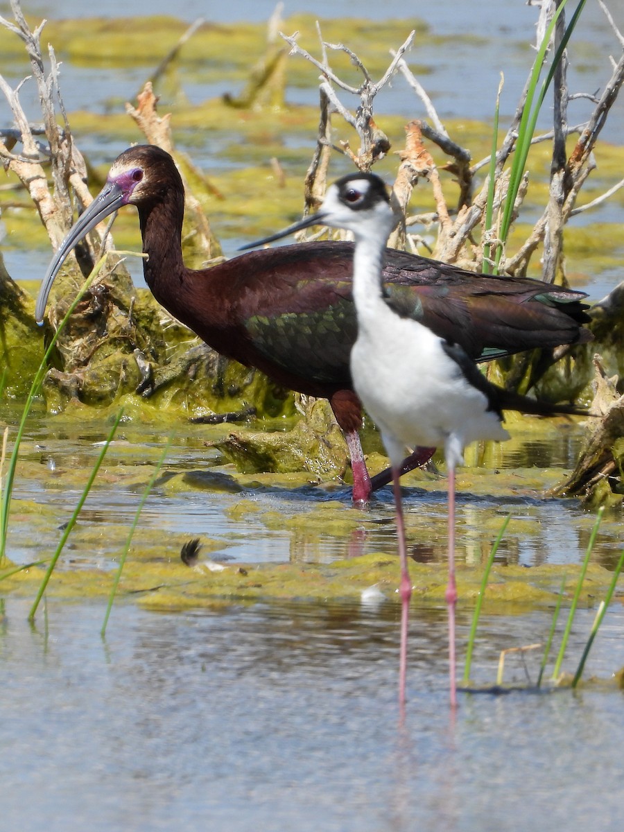 Black-necked Stilt - ML620395936