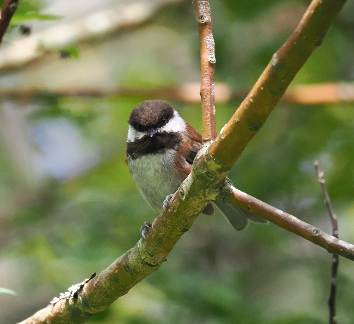 Mésange à dos marron - ML620395941