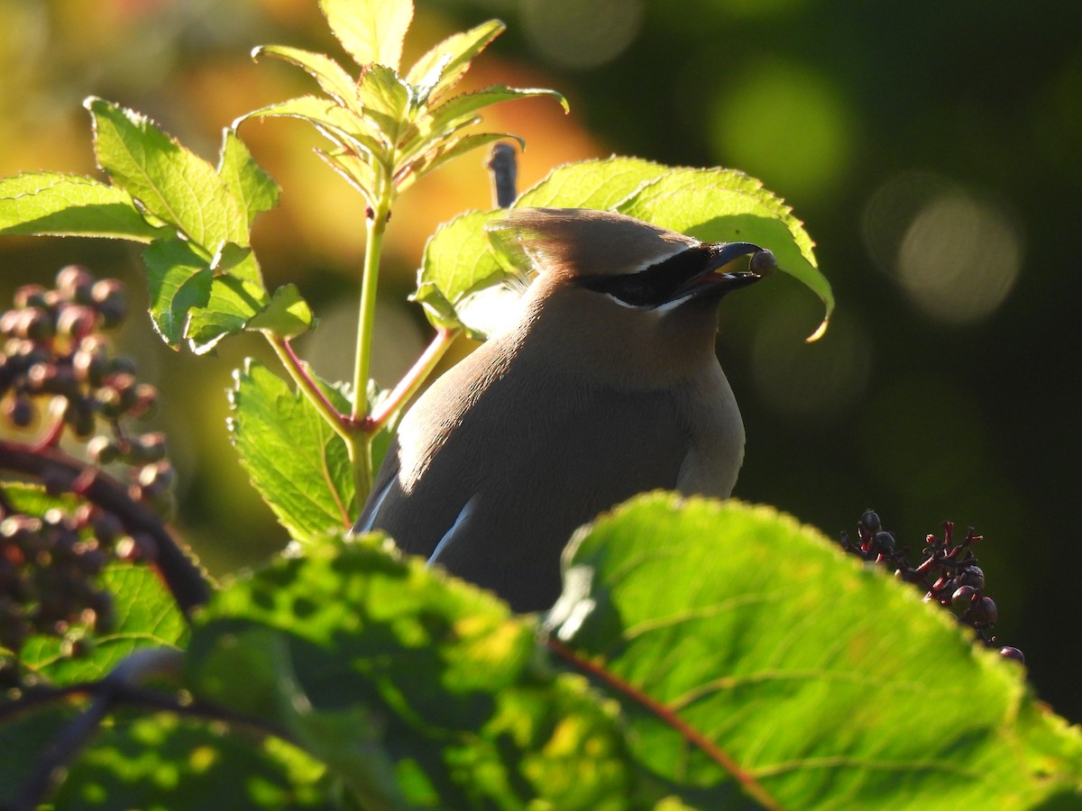 Cedar Waxwing - ML620395946