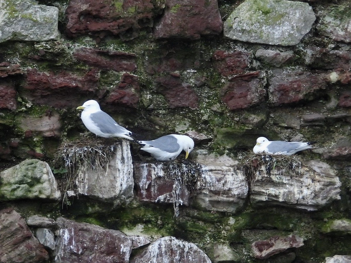 Gaviota Tridáctila - ML620395948